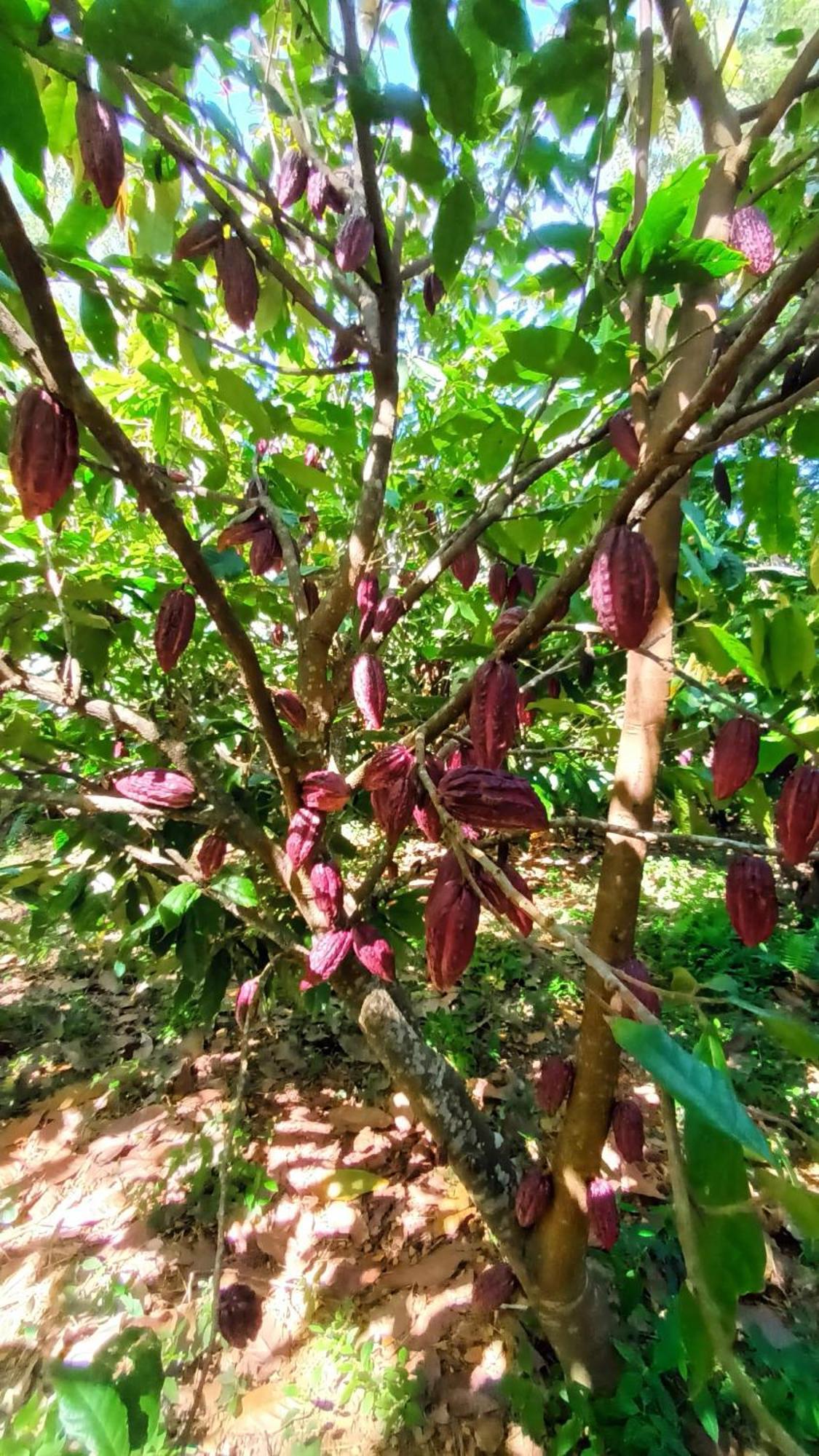 Saint-Benoît La Cacaoyereヴィラ エクステリア 写真